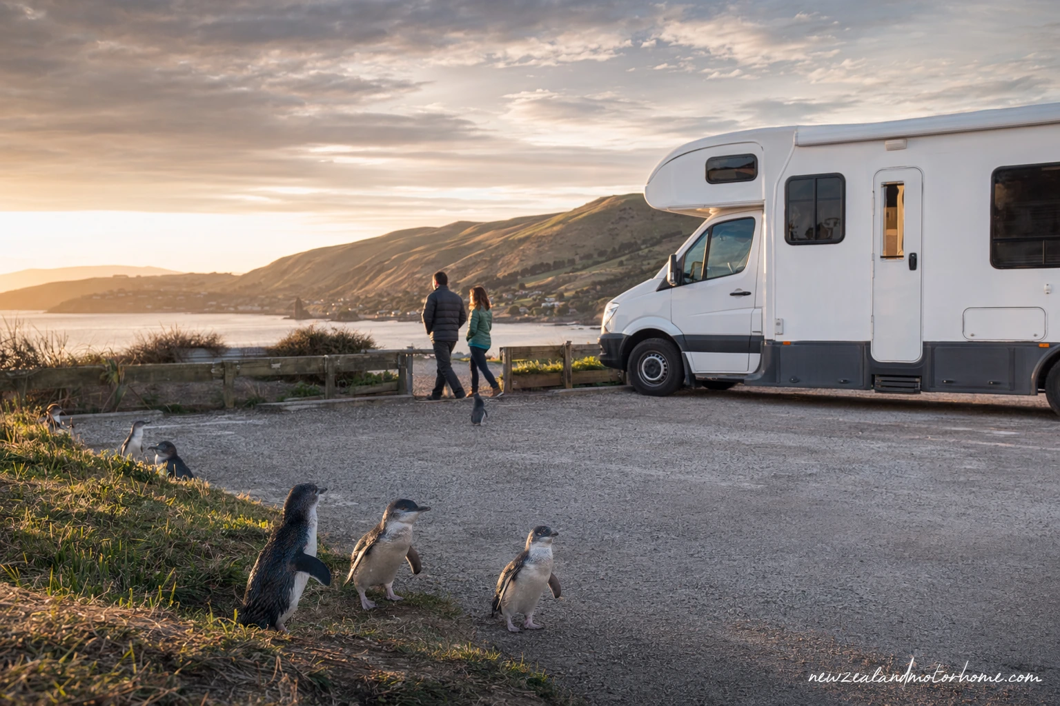 Campervan parked near the Otago Peninsula coast with wildlife viewing areas and harbour hills beyond