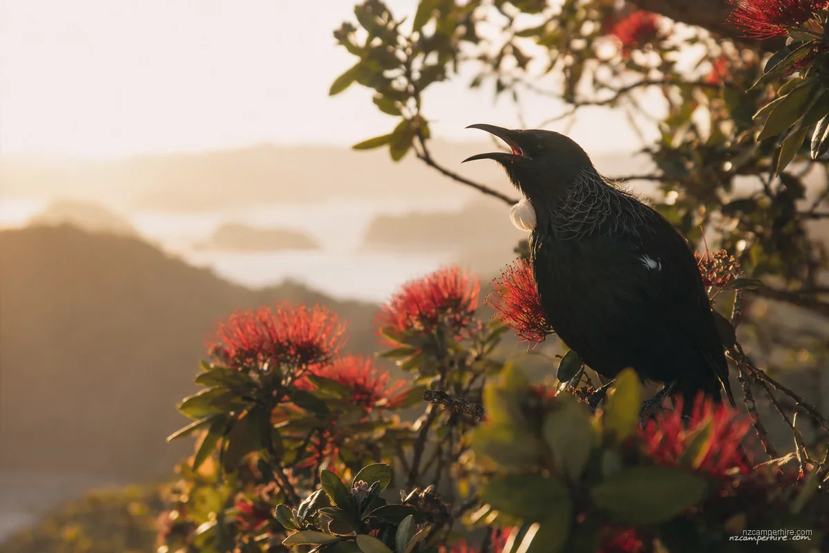 A quiet moment exploring best walks in Rotorua